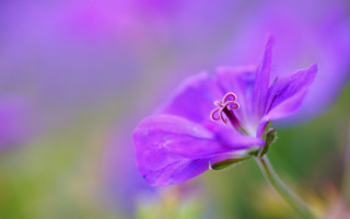 Purple flower green background macro 4 - a blurry image free wallpaper