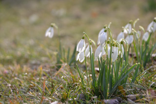 White flowers growing grass nature - white flower free wallpaper