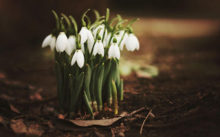 White flowers dirt tree stump - a few leaf free wallpaper