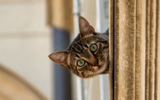 Cat green eyes window curtain 2 - optical free wallpaper