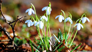 White flowers woods leaves grass - the ground and grass free wallpaper