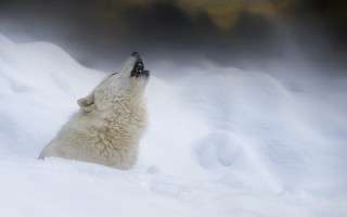 Polar bear sitting snow looking - his eye free wallpaper