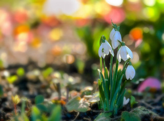White flowers grass leaves christmas - grass and dirt free wallpaper
