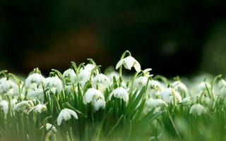 White flowers in the grass - the grass together free wallpaper