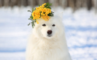 White dog flower crown snow - the ground behind free wallpaper