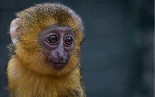 Small monkey long nose portrait - alex petruk ape free wallpaper