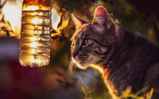 Cat light bottle backlit blurry - free light wallpaper