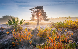 Foggy dawn tree mountains autumn - arie smit free wallpaper