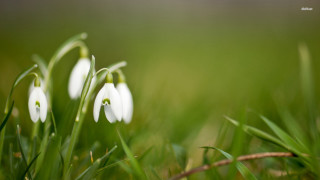 White flowers green field blurry - a lush green field of grass free wallpaper