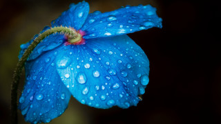 Blue flower water droplets macro 7 - a red center free wallpaper