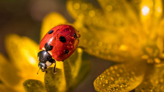 Ladybug yellowflower waterdrops macro autumn - a lady bug free wallpaper