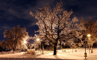 Tree snowy field night street - night free wallpaper
