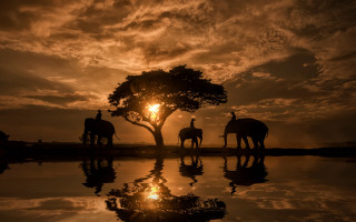 Elephants sunset reflection tree outdoor - the sunset free wallpaper