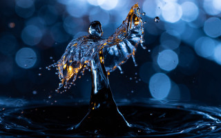 Water droplet bird abstract bokeh - a water droplet free wallpaper