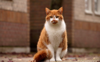 Cat building brick wall focus - a portrait free wallpaper