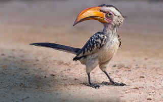 Bird long beak sumatraism outdoors - a long beak free wallpaper