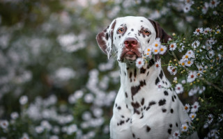Dalmatian daisy field bokeh outdoors - a dalmatian dog free wallpaper