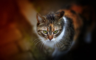 Green eyed cat tiltshift sharp - sharp focus free wallpaper