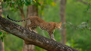 Leopard tree branch forest wildlife - a tree branch in a forest area free wallpaper