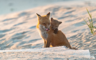 Foxes beach grass water sunset - a grass free wallpaper