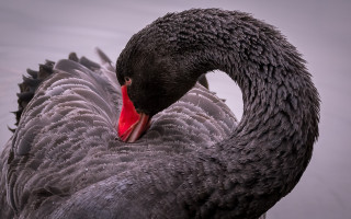 Black swan red beak synchromism - its beak open free wallpaper for desktop