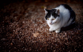 Black white cat serious fence - cat free wallpaper for desktop