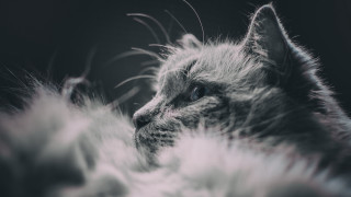 Cat long tail feathers dark - a long tail free wallpaper for desktop