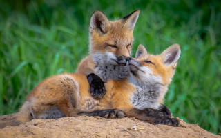 Foxes playing dirt grass wildlife - free love wallpaper