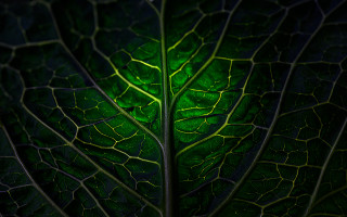 Green leaf macro photography environmental - a green light free wallpaper