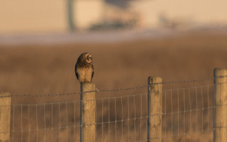 Small owl fence post field - a small owl free wallpaper