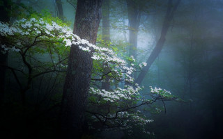 White flowered tree forest fog - the branch free wallpaper