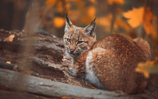 Small cat tree stump autumn - a small cat free wallpaper