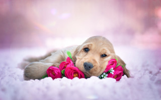 Puppy flowers pink rose photorealistic - a puppy free wallpaper