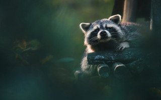 Raccoon sitting tree stump woods - a tree stump free wallpaper