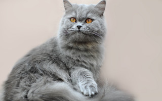 Gray cat yellow eyes serious - a gray cat free wallpaper for desktop