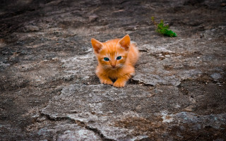 Orange kitten rock ground green - a green plant free wallpaper