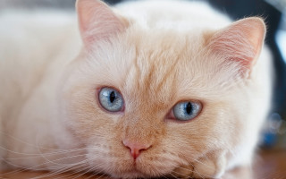 White cat blue eyes table - a white cat free wallpaper