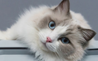 White cat blue eyes sad - computer art free wallpaper for desktop