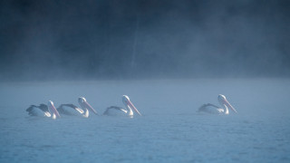 Pelicans lake foggy day camera - top of a lake free wallpaper