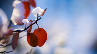 Snowy branch red berries macro - branch free wallpaper for desktop