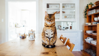 Cat kitchen table book shelf - chair free wallpaper