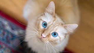 White cat blue eyes looking 4 - felix octavius carr darley free wallpaper