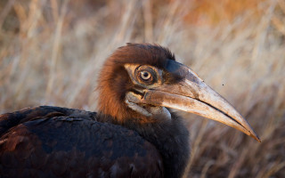 Large bird long beak tall - beak free wallpaper for desktop