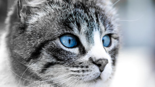 Cat blue eyes realistic computer - carlos catasse free wallpaper for desktop