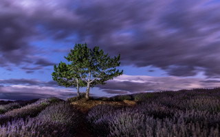 Lone tree lavender field cloudy - under a cloudy sky free wallpaper