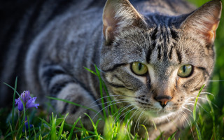Cat grass flower green eyes - looking free wallpaper