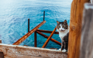 Cat ledge water wooden railing - arthur sarkissian free wallpaper