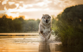 Wolf running water sunset aurora - a wolf free wallpaper