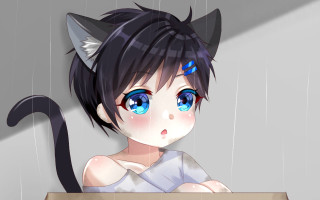 Anime girl blue eyes cat 2 - a box free wallpaper for desktop