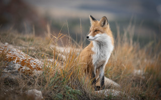 Fox hill closed eyes outdoors - a fox free wallpaper